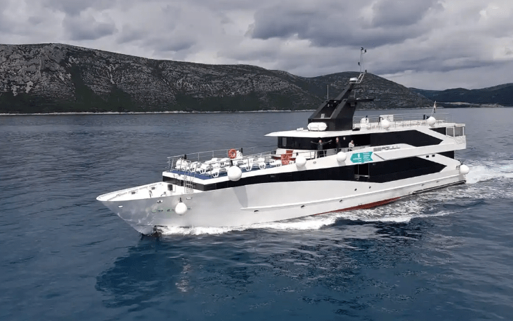 Seagull Cruising Hvar