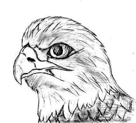 Wyvern Zeichnen Drachen Legendare Kreatur Lindworm Adler Flugel Tattoo Png Herunterladen 900 525 Kostenlos Transparent Drachen Png Herunterladen