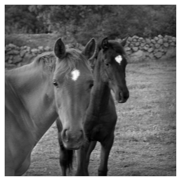Finca "El Enebral". El Vellón. Madrid. 2015