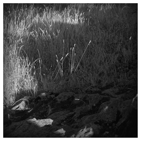 Entre el puerto de La Quesera y Majaelrayo. Guadalajara. Agosto 2008