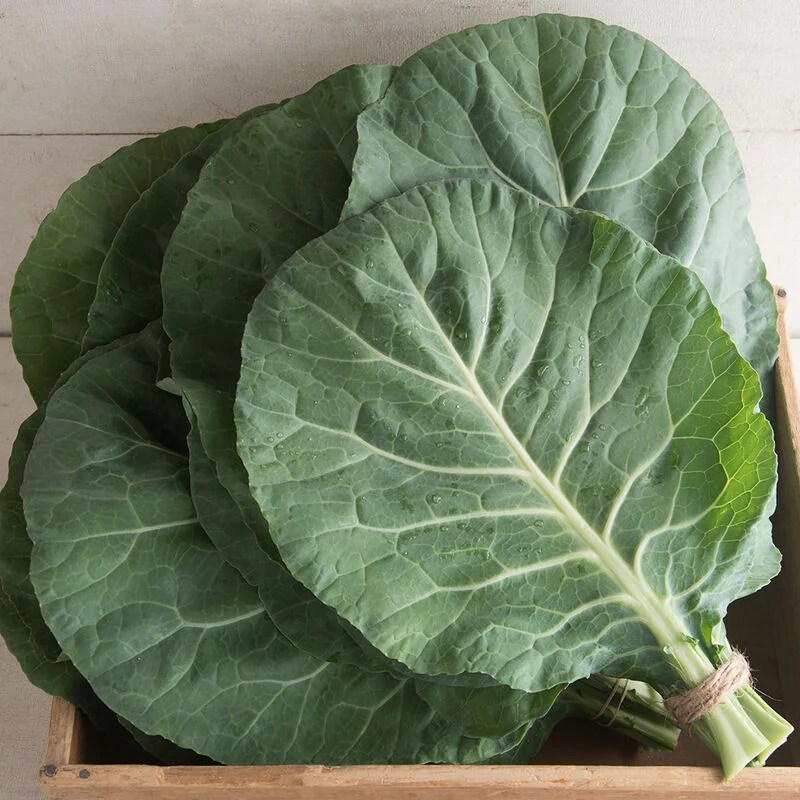 Collards flash 100 non-gmo, hybrid seeds