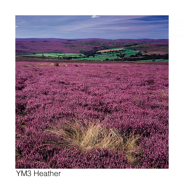 YM3 Heather web