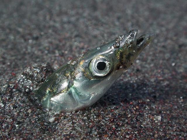 eel in sand