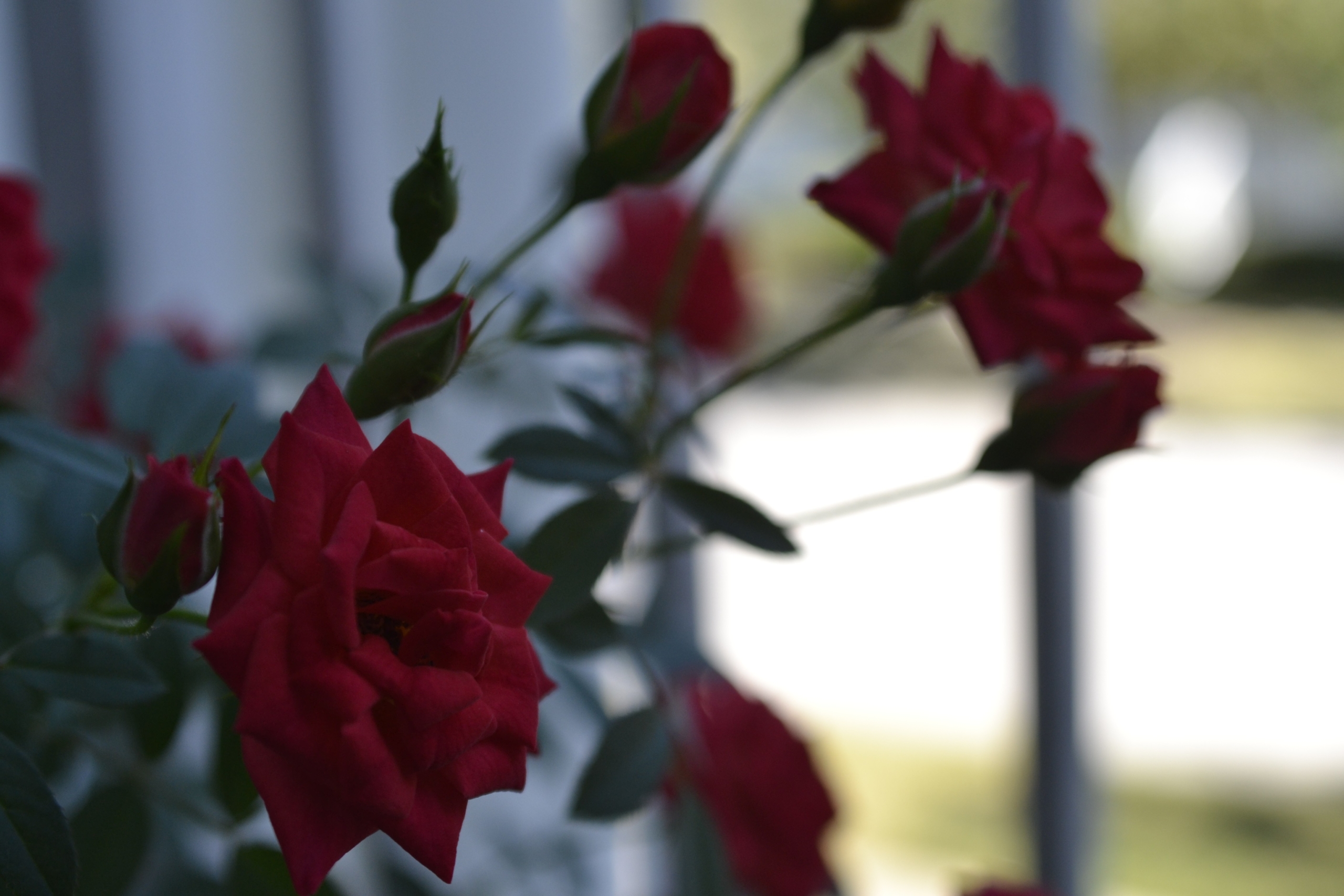 Roses by David Yarde