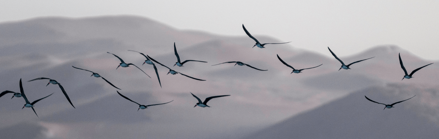 birds flying over mountains