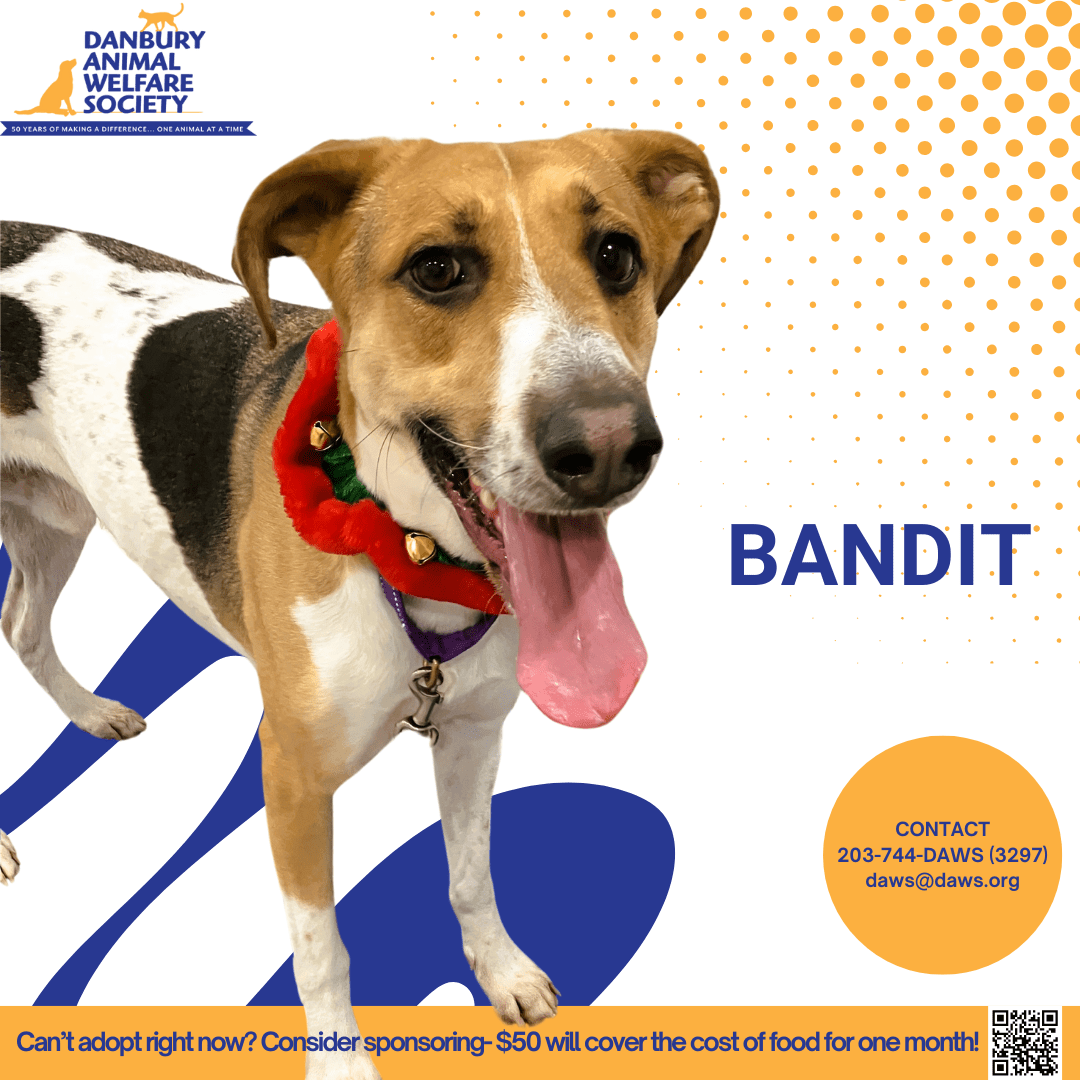 Danbury animal welfare society