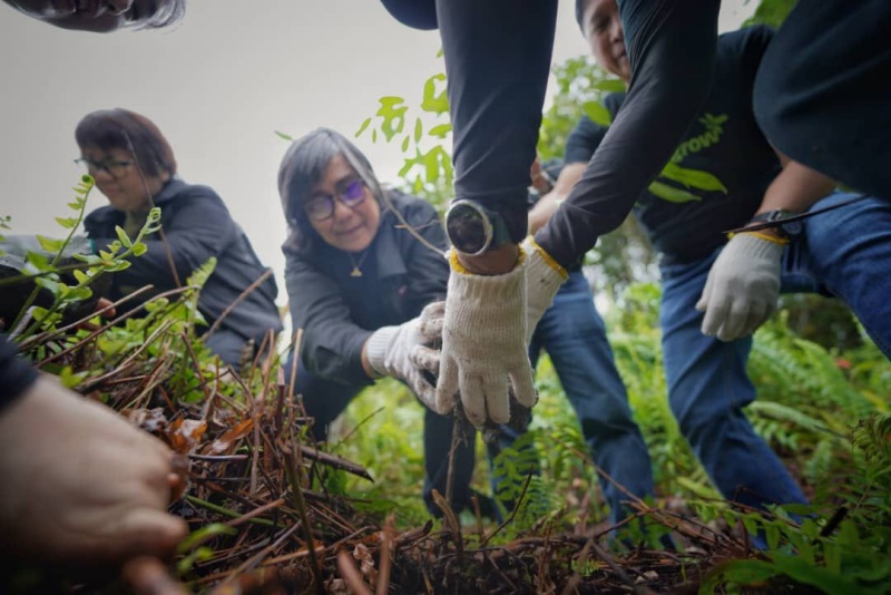 STB achieves milestone with tree-planting initiative in Sibu
