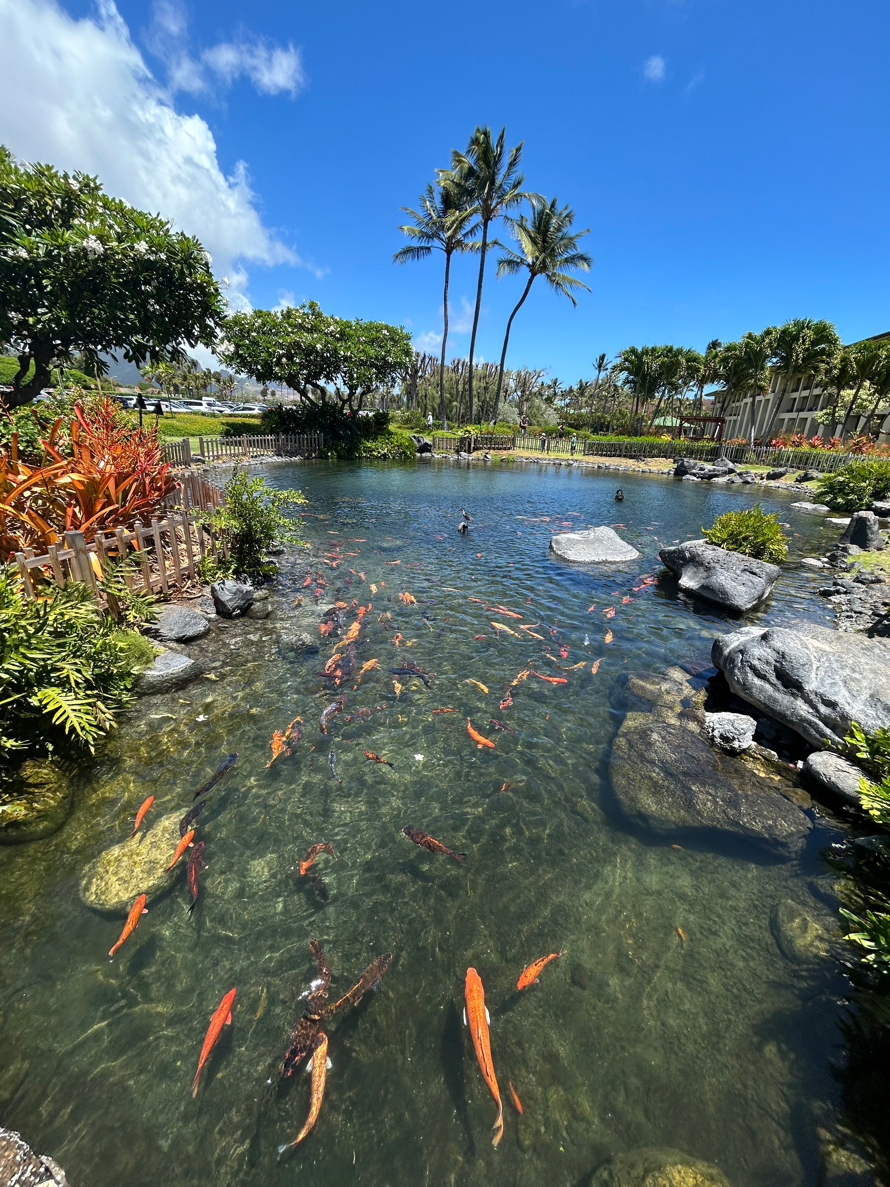 Fish in a pond at Grand Hyatt Kauai 