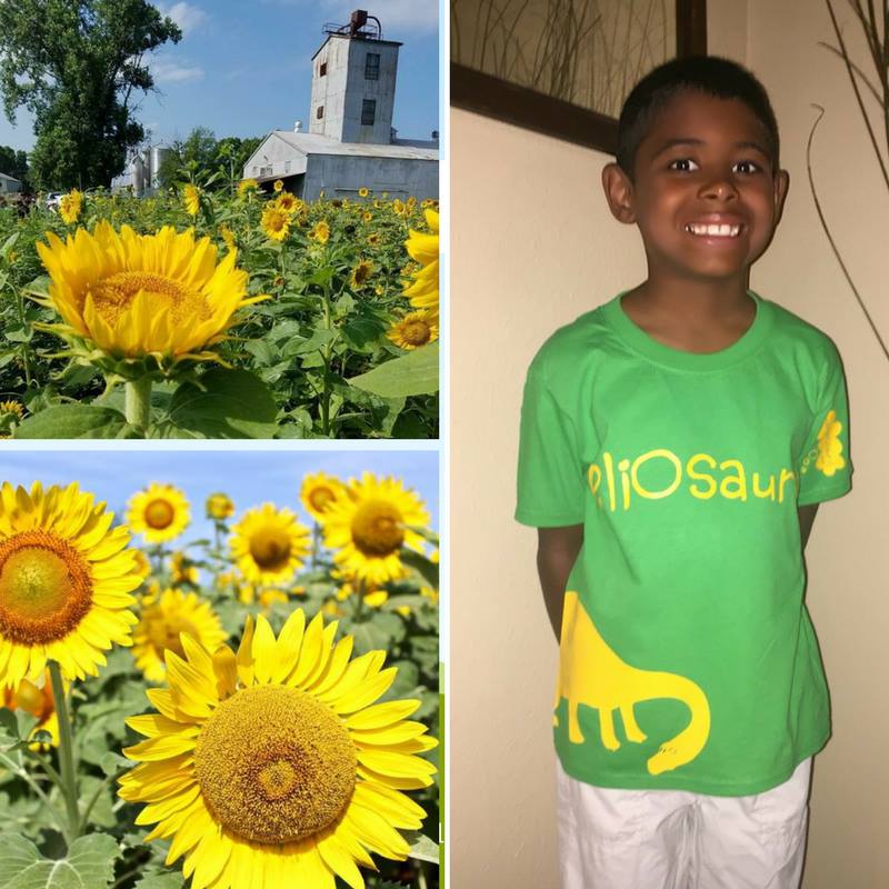 sunflower5