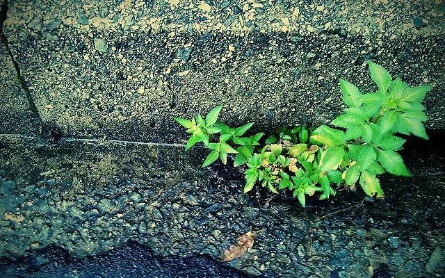 camera360 - 路邊小草