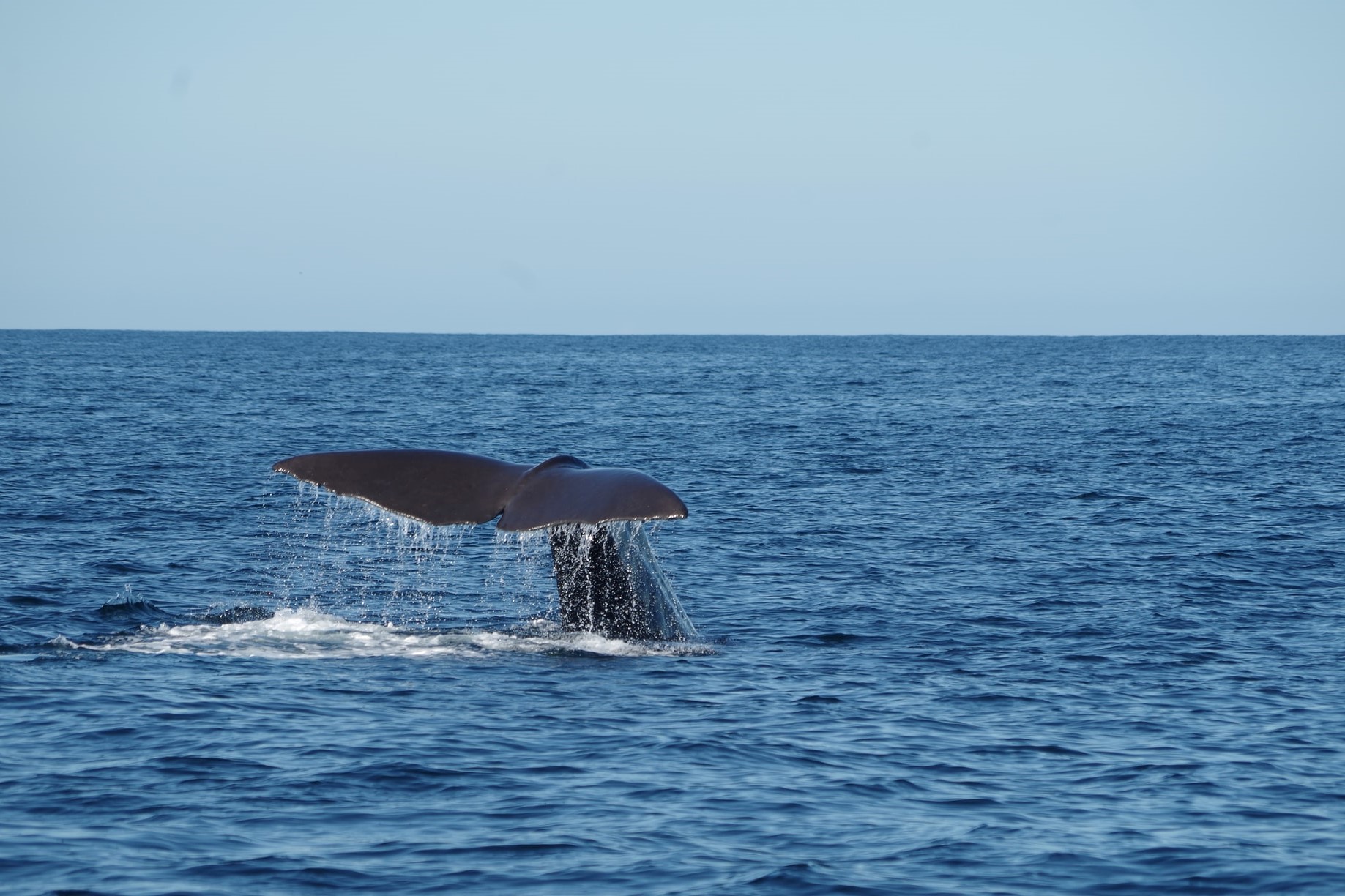 Whale and Dolphin Watching Trincomalee