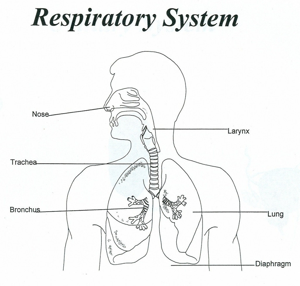 Respiratory system worksheet — db-excel.com