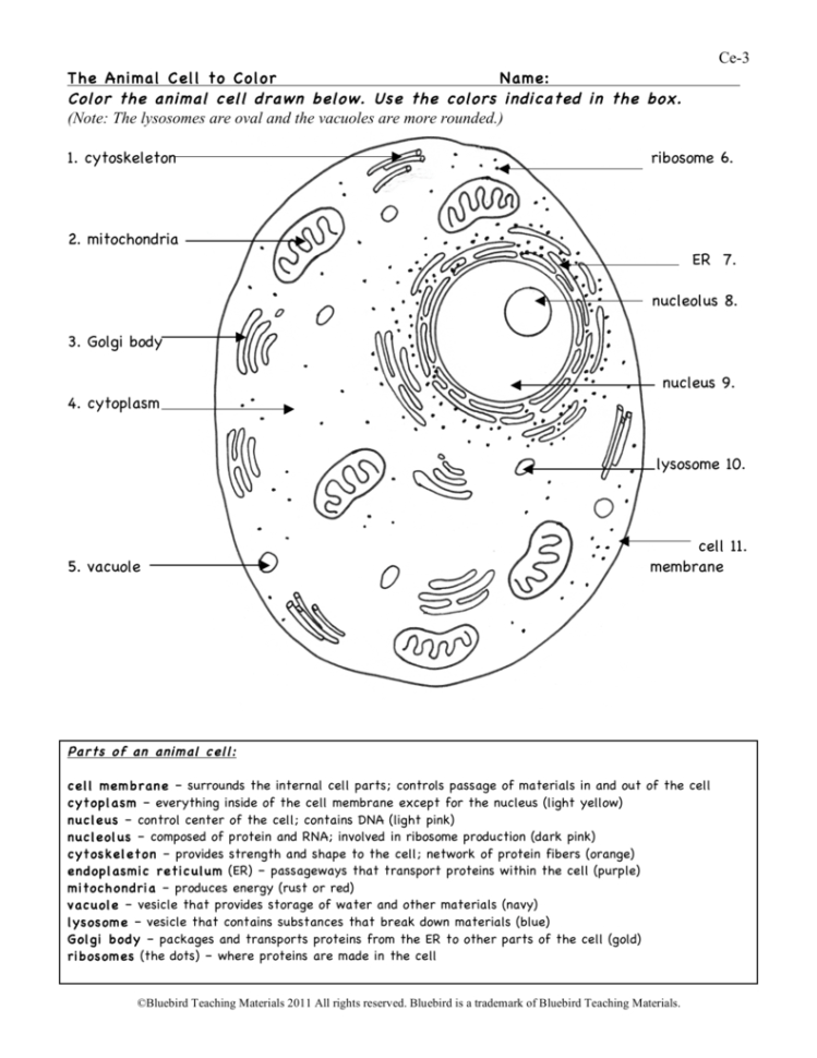 Animal cell labeling worksheets answers