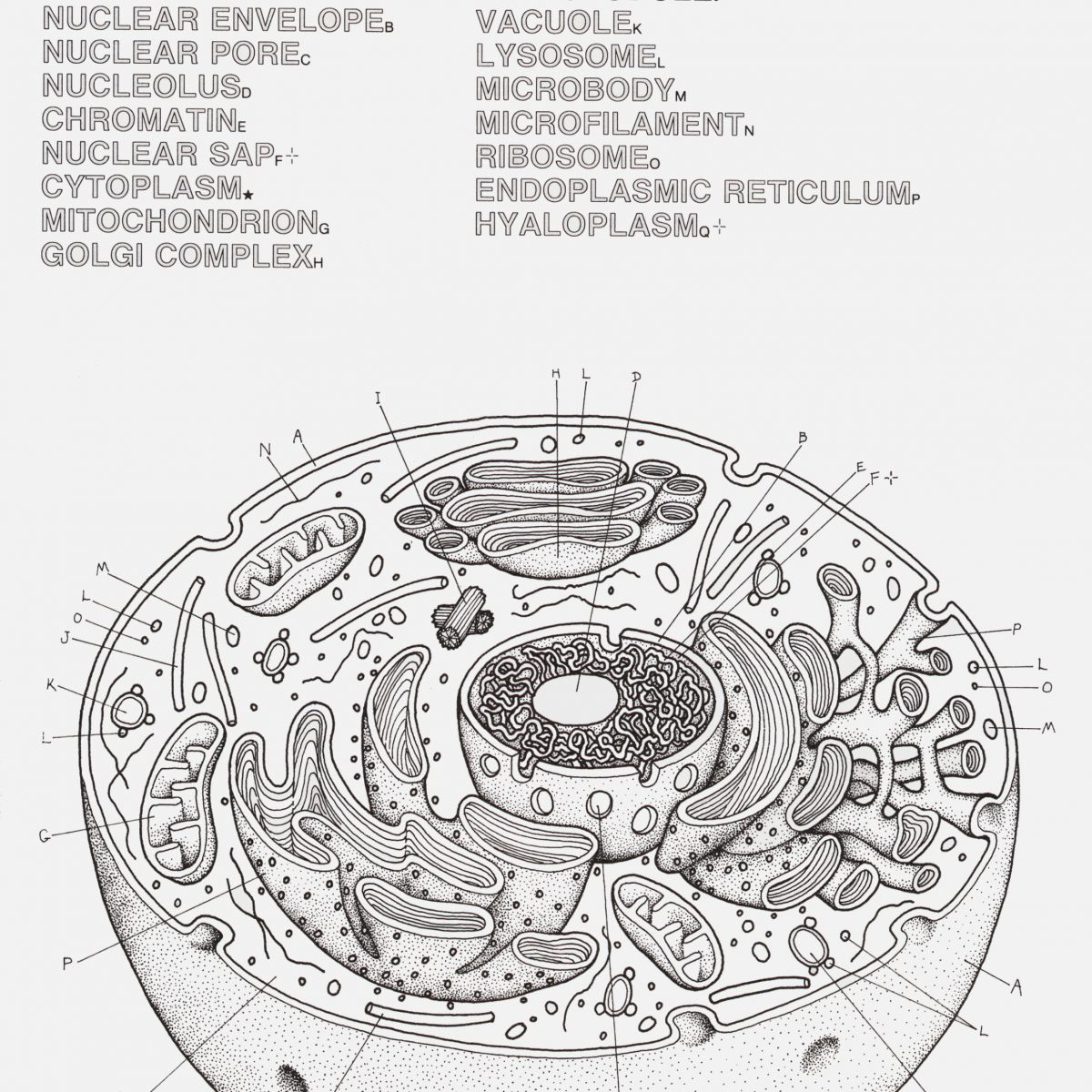 Cell labeling worksheet answers animal and plant cell — db-excel.com