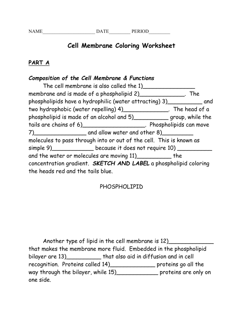Cell membrane coloring worksheet — db-excel.com