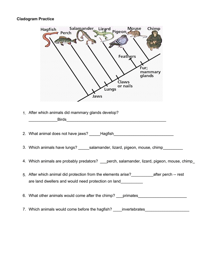 Cladogram practice — db-excel.com