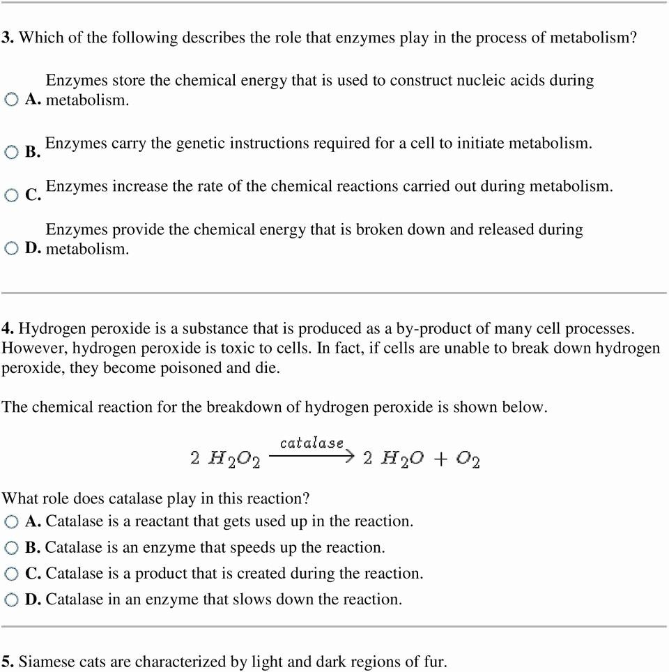 Enzyme worksheet answer key — db-excel.com