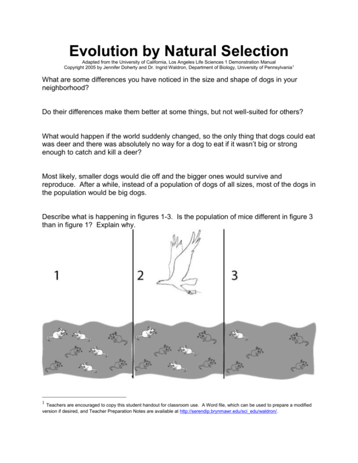 Evolution by natural selection worksheet answers — db-excel.com