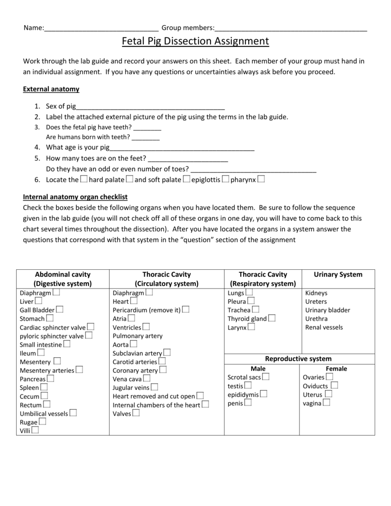 Fetal pig dissection worksheet answers — db-excel.com