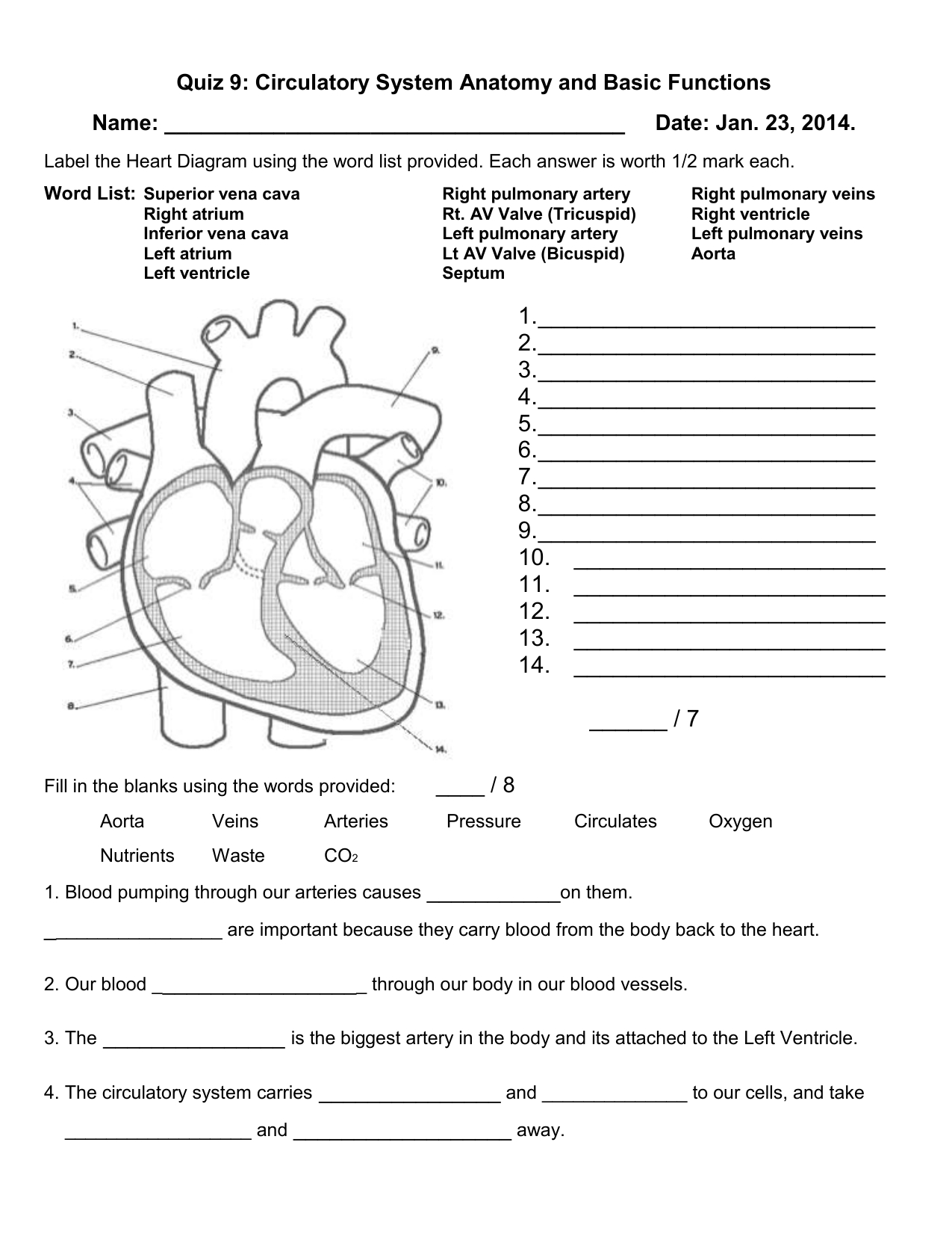 quiz 9 circulatory system anatomy and basic functions db excelcom