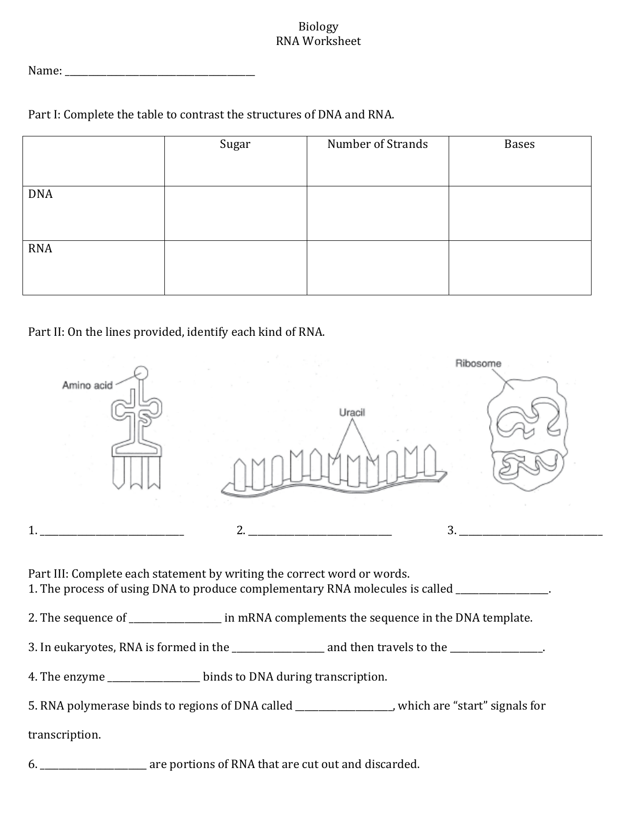 Rna worksheet answers — db-excel.com