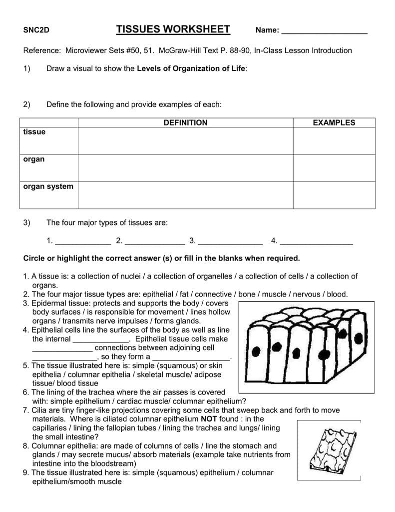 Tissue worksheet answer key — db-excel.com