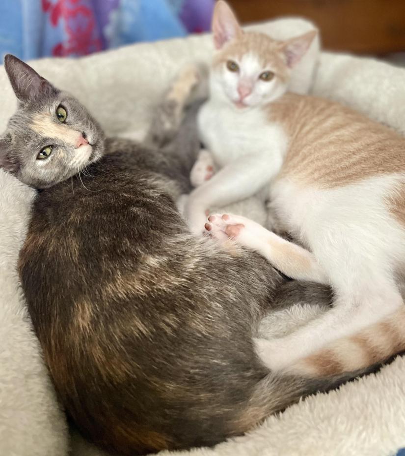 Theo & Meowgarita