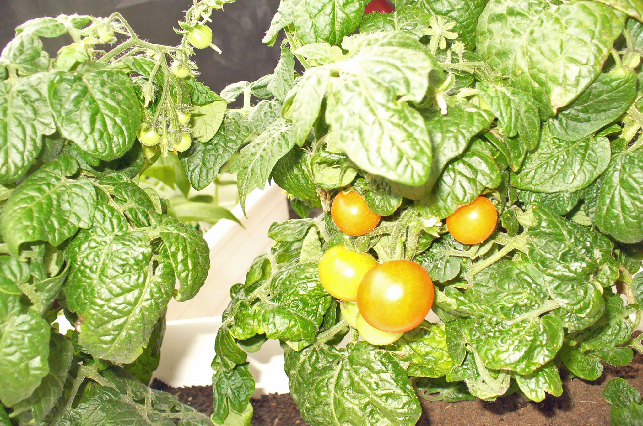 Le mini jardin de Mik