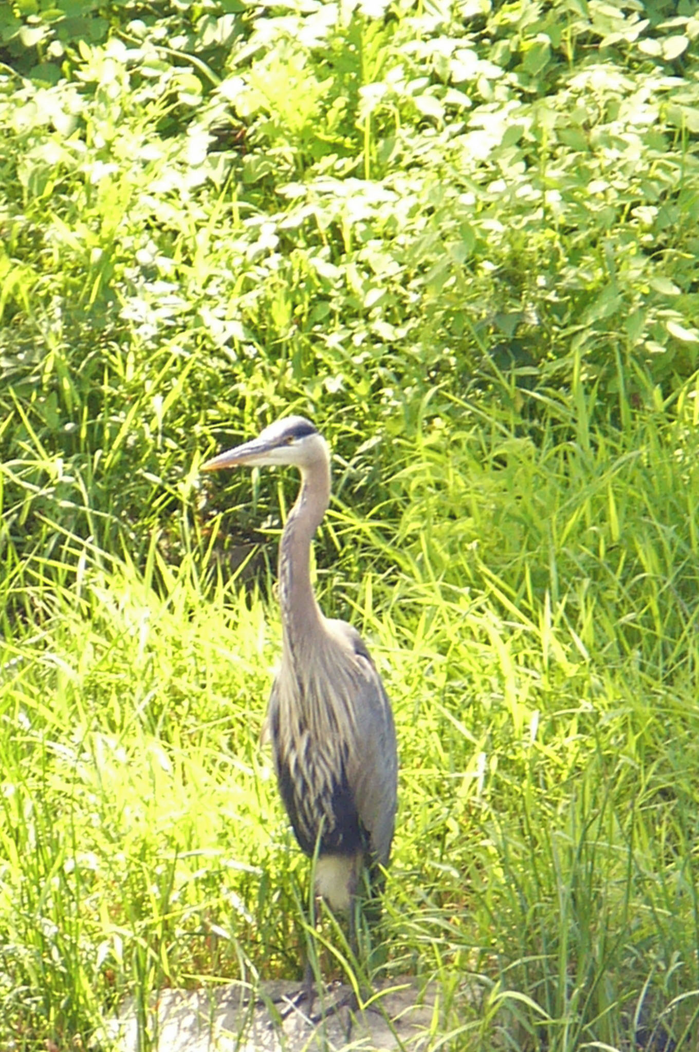 Heron