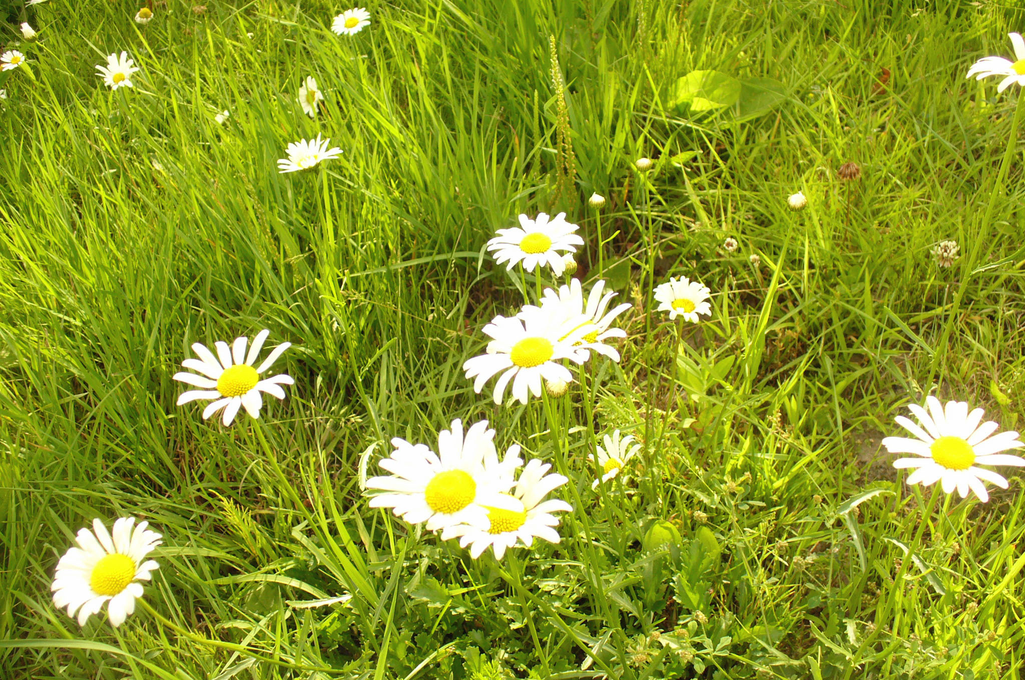 Marguerites