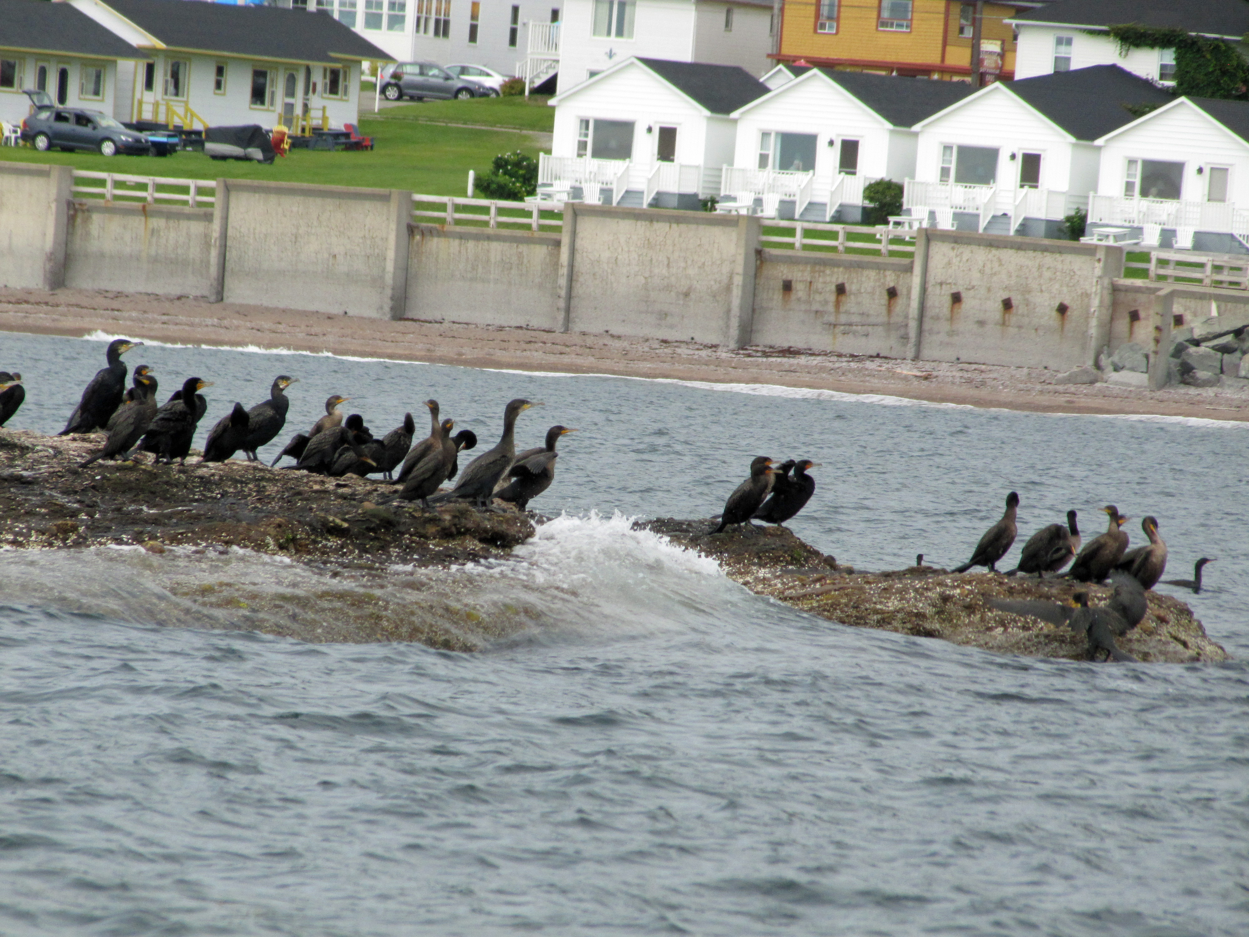 Cormorans