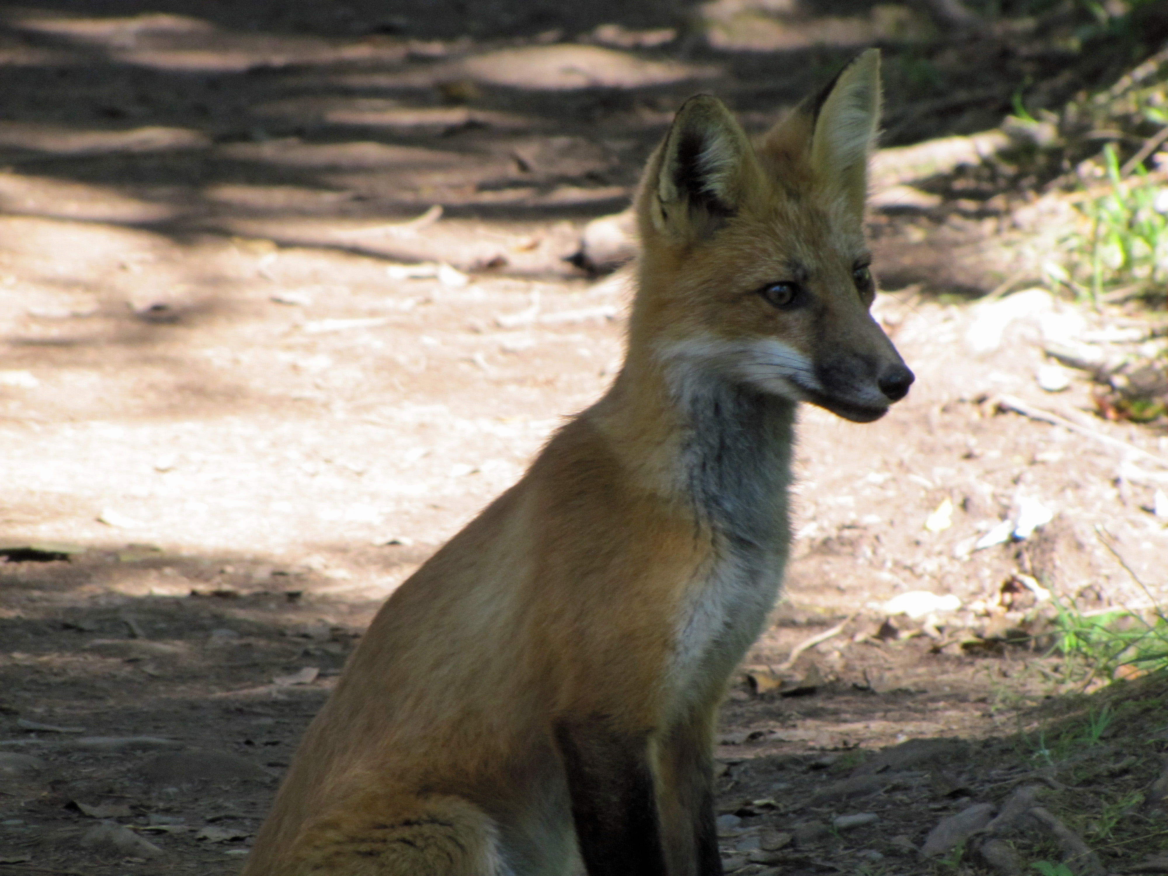 Renard