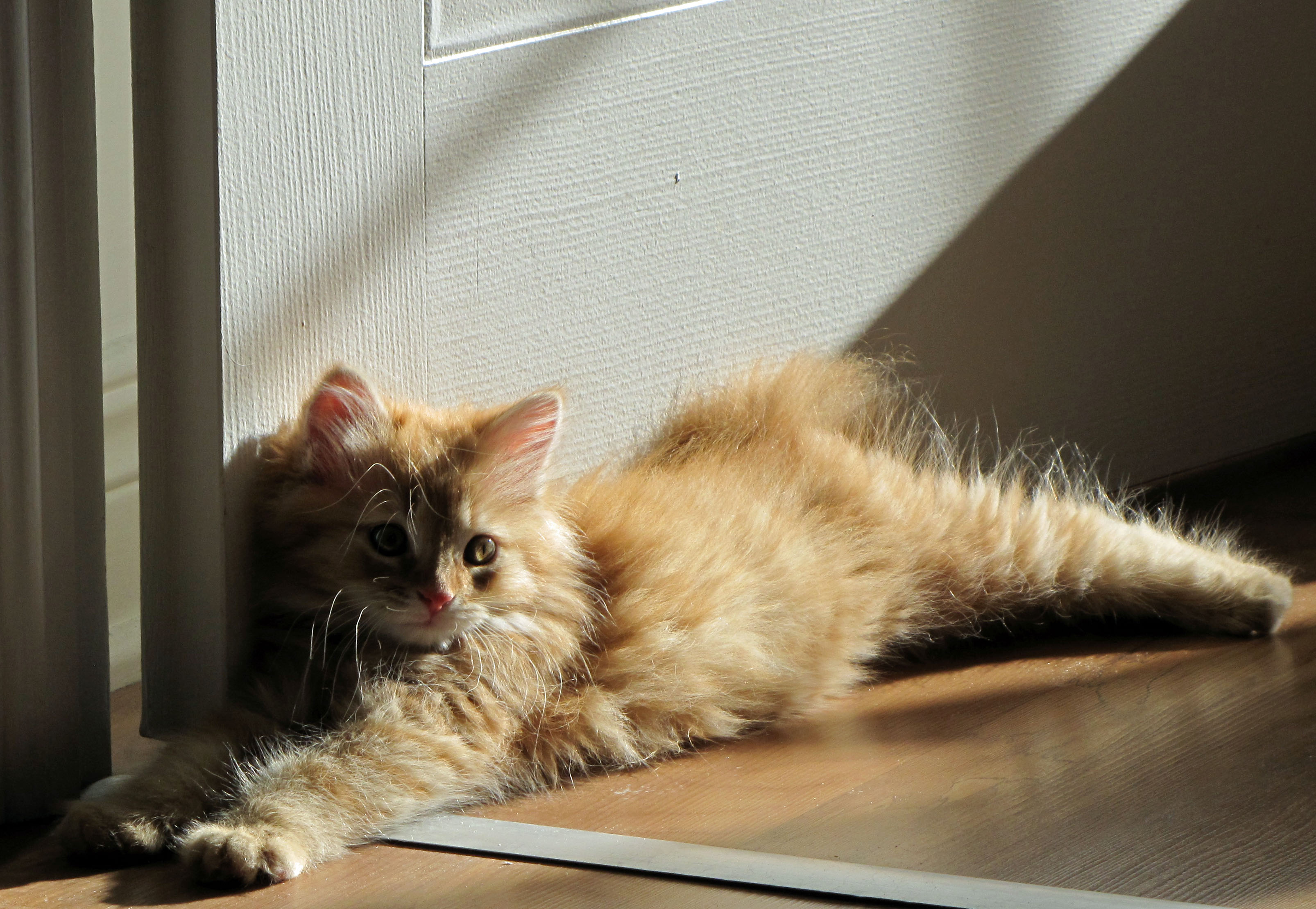 In the morning light