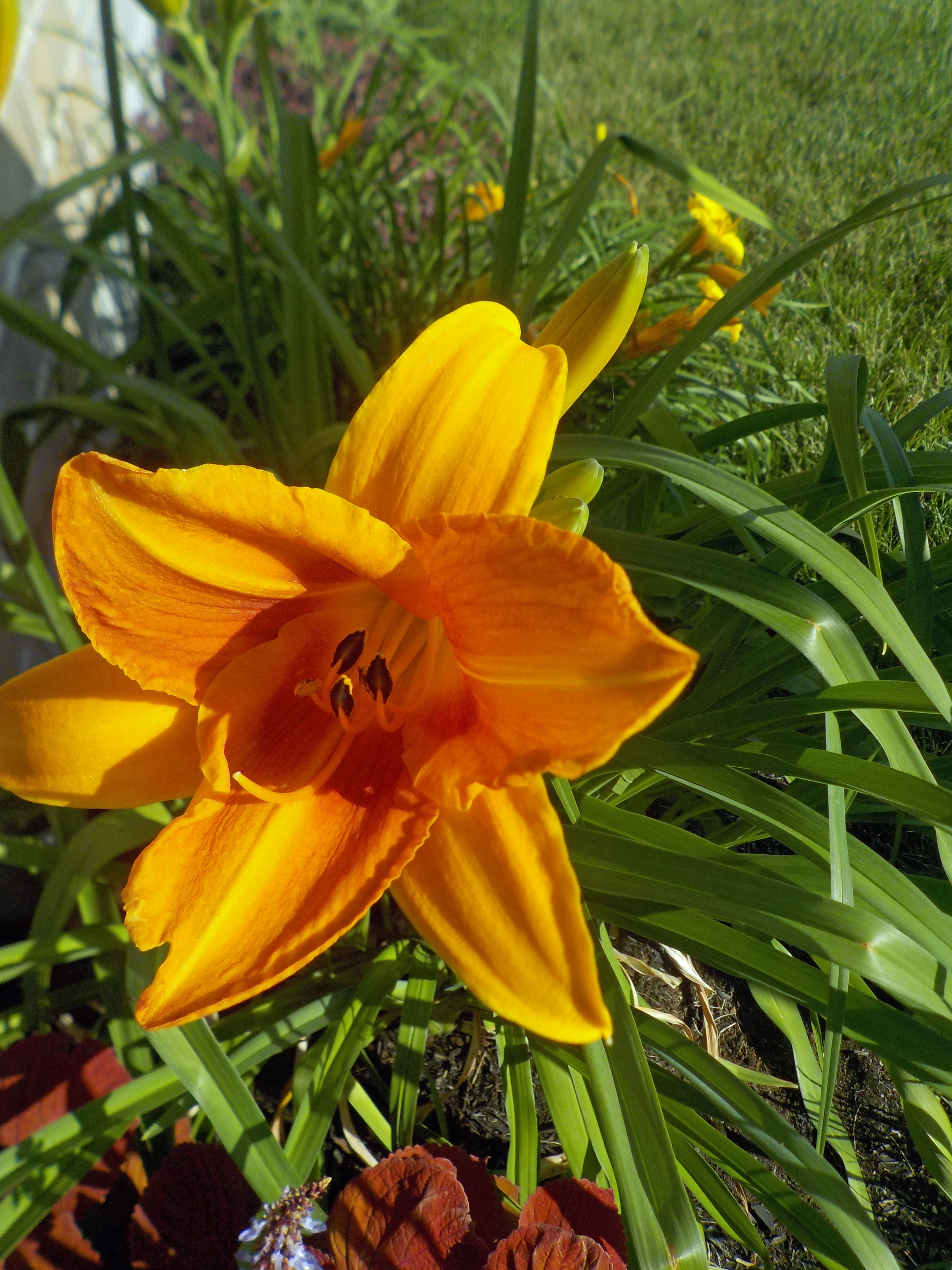 Soleil dans une coupe