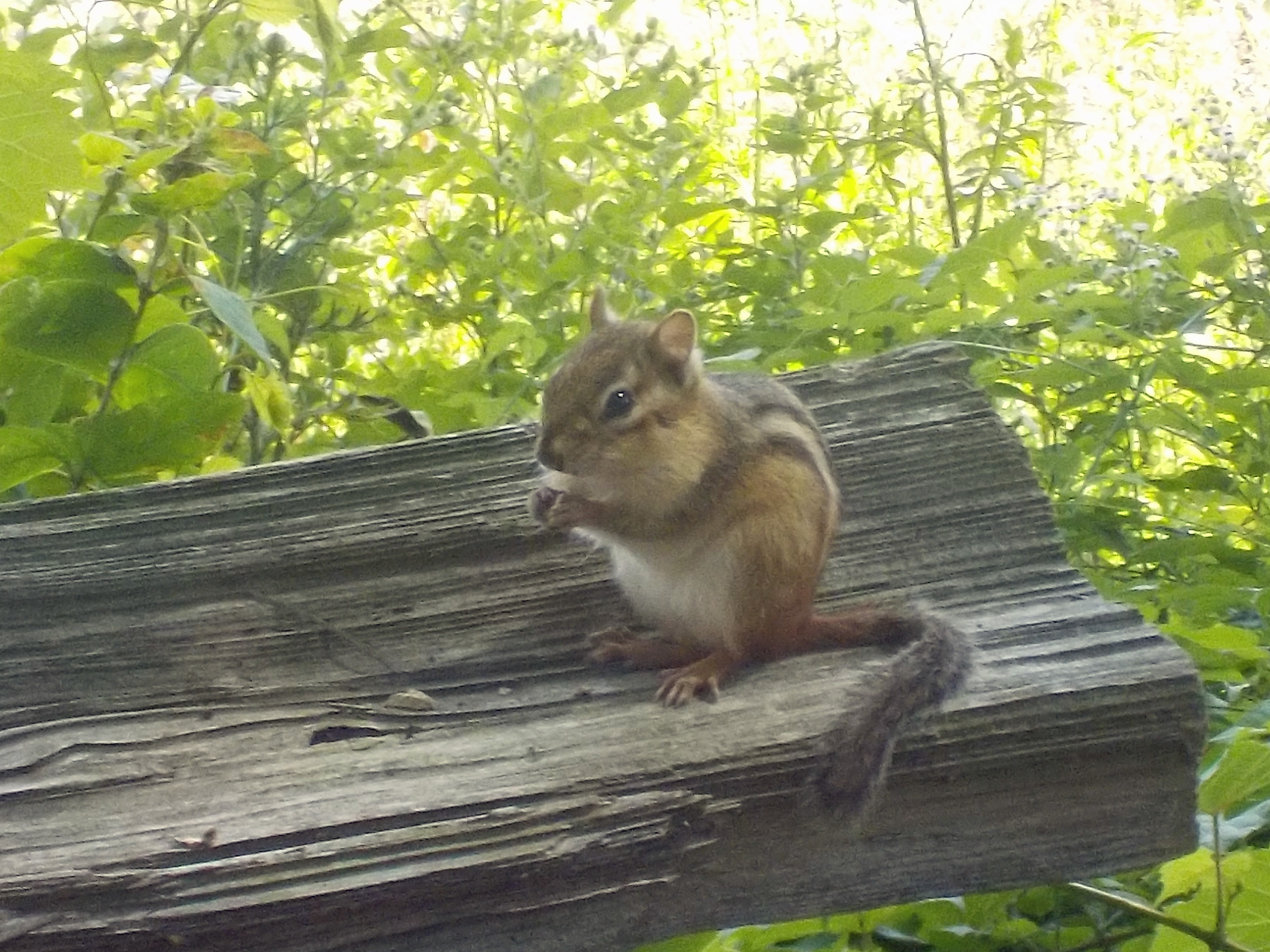 Chipmunk