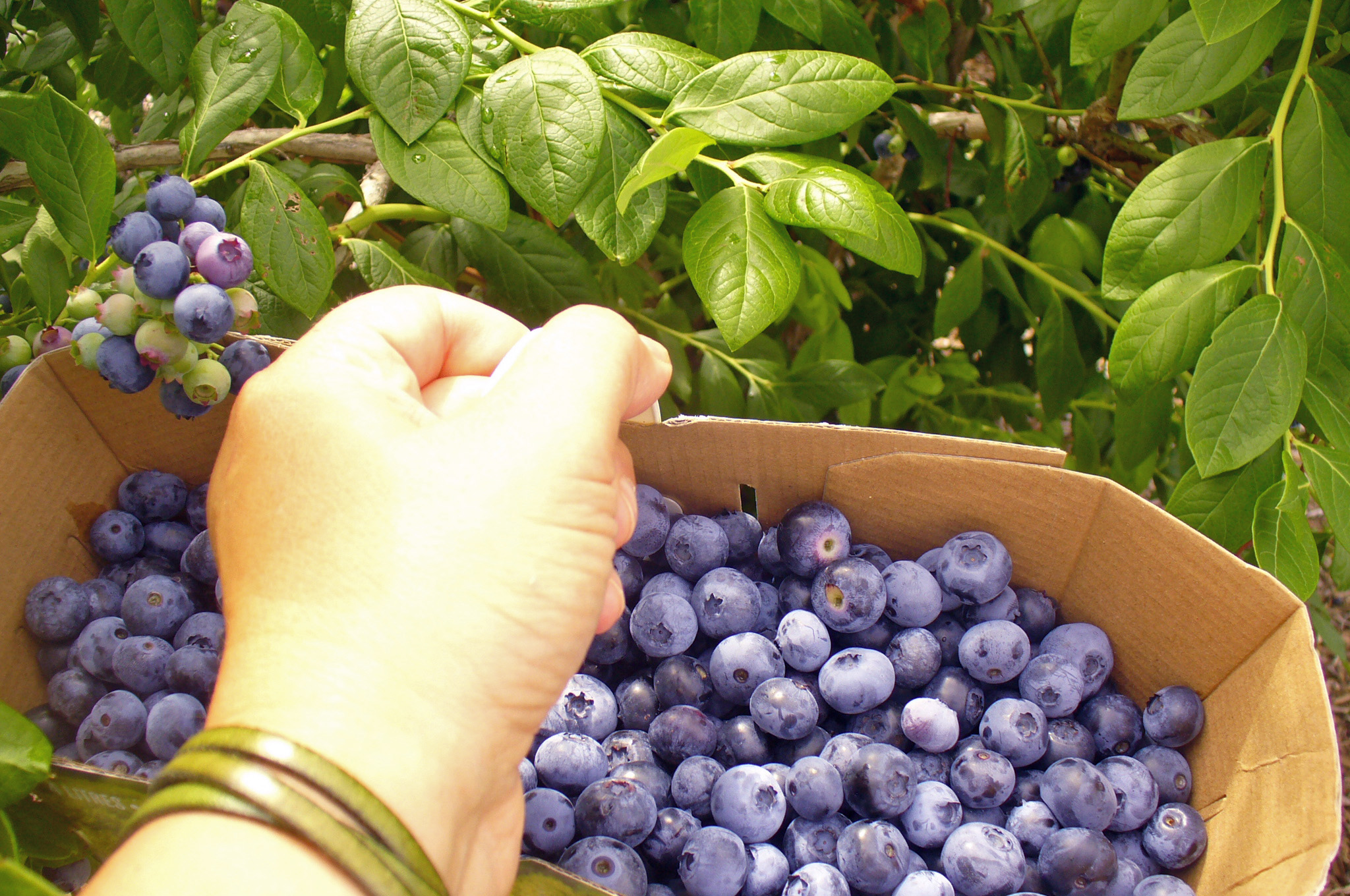 Recolte d'une journée