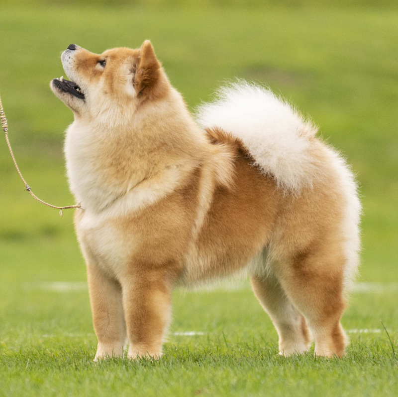 Chow Chow Hjelme Easy Lover