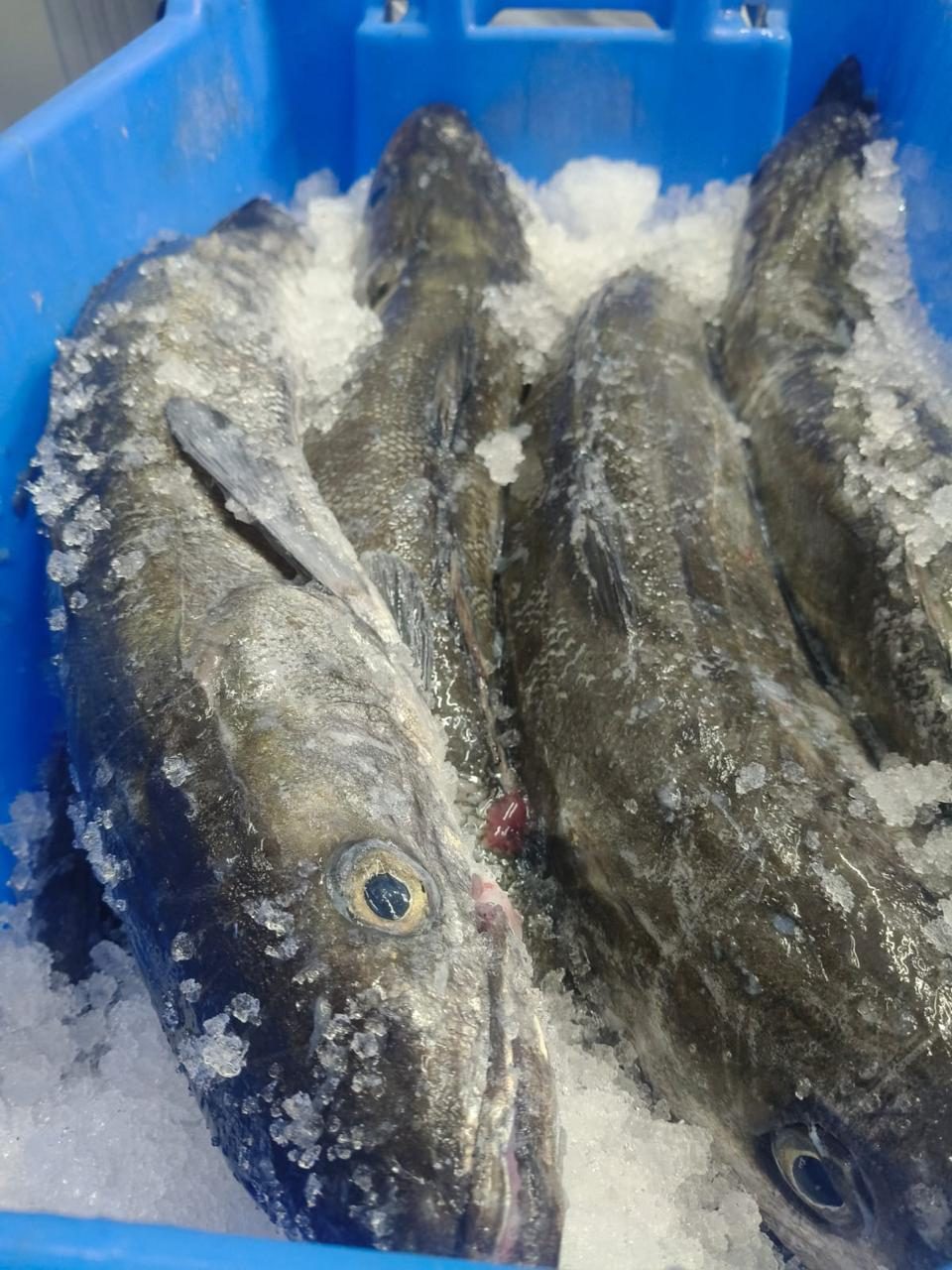 Frozen South African Cape hake