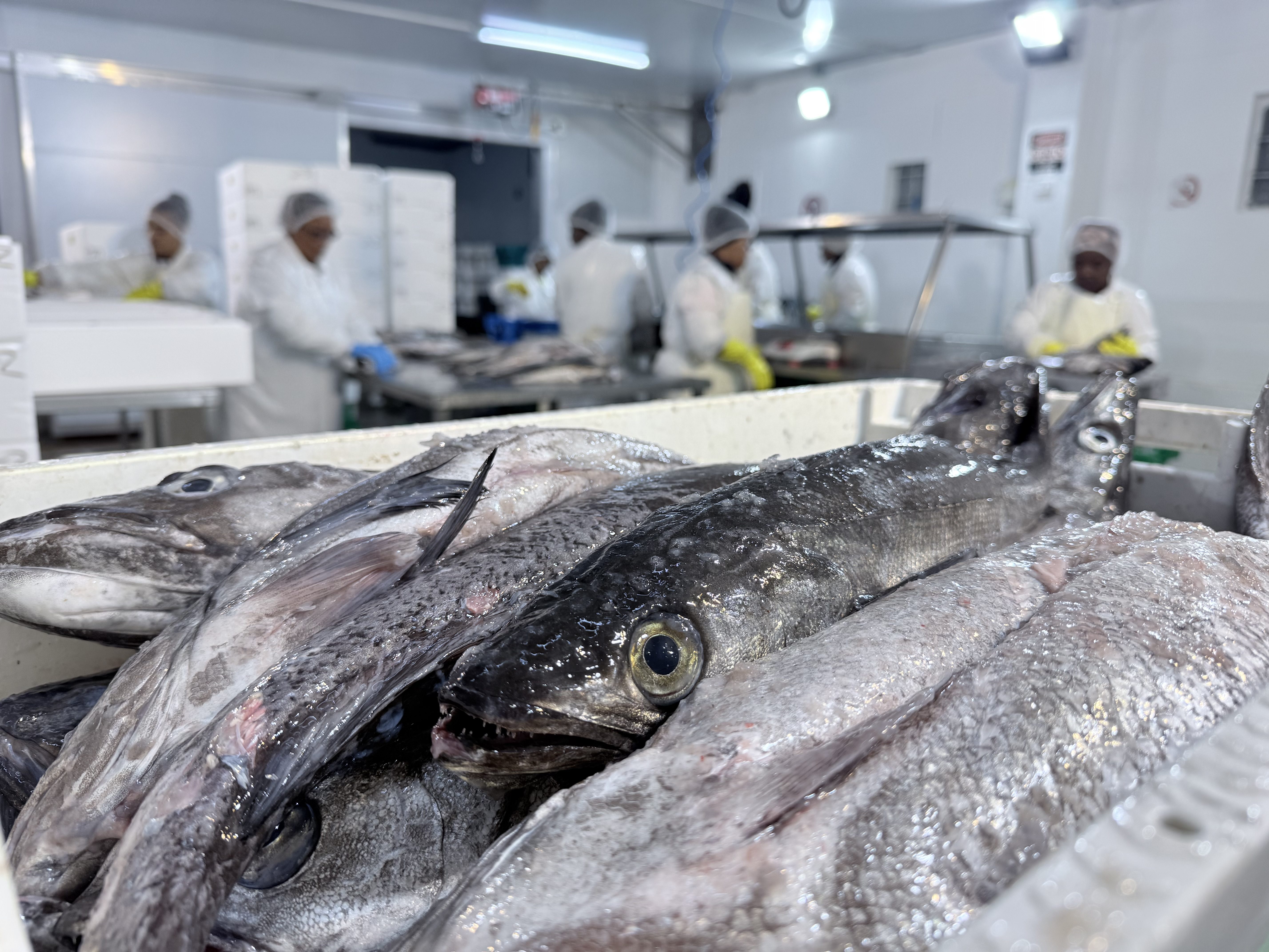 South African Cape hake caught at sea