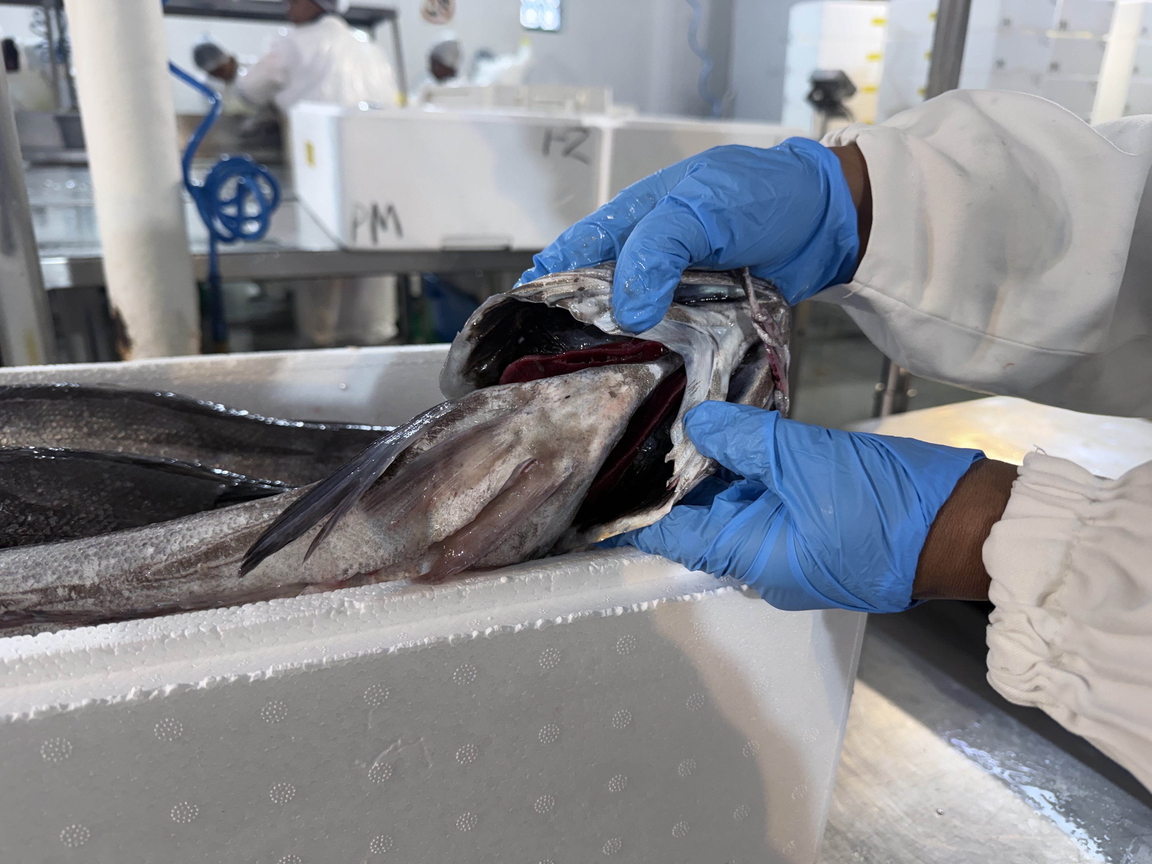 Fresh South African Cape hake