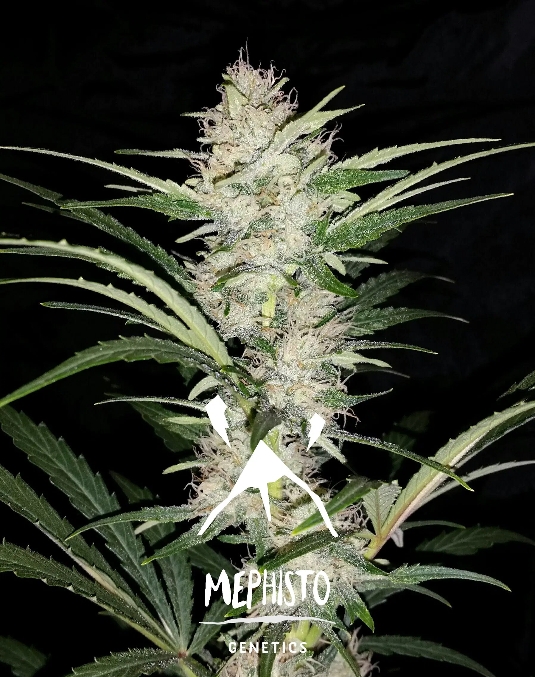 Why are seed banks necessary? Mephisto Genetics Feminized Autoflower Seeds