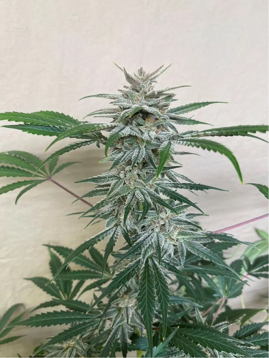 Gnome automatics » cannabis seeds » north atlantic seed co. Gnome Automatics