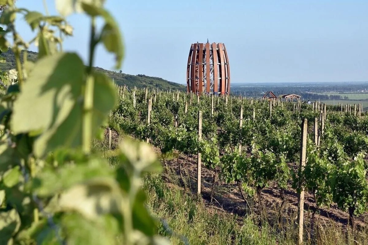 tokaj vineyard