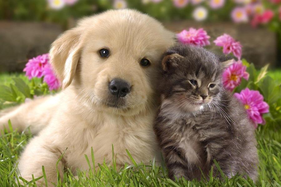 Gratis Download Gambar 12 Potret Masa Kecil Hewan Pembunuh Lucu Dan Menggemaskan Terupdate oleh Lampunghits.com
