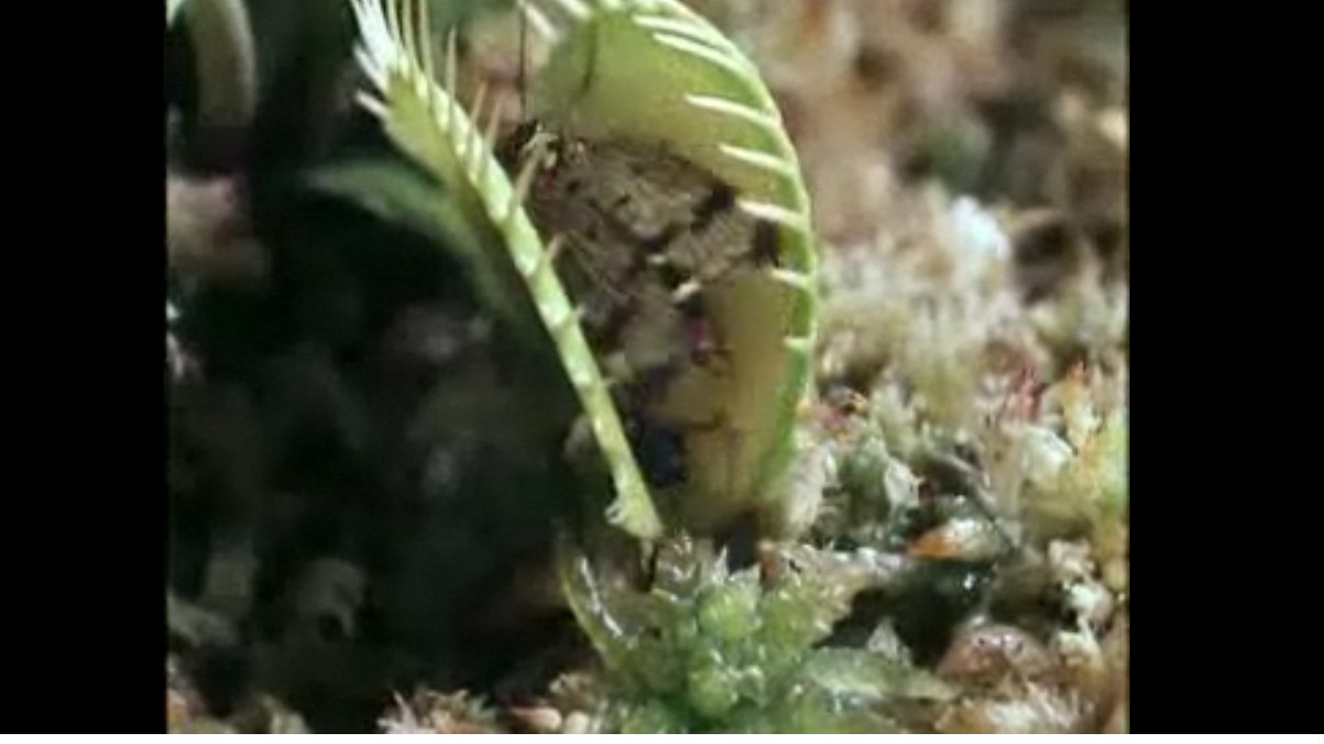 Also find spoken pronunciation of lapse in&nbsp;. Videoshub First Report On The Internet Cbc Prime Time News