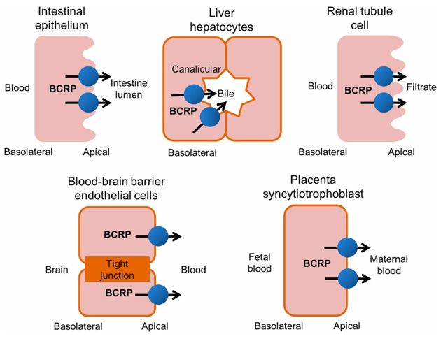 Bcrp Inhibition Assay Creative Bioarray - Best Nature Images in Mobile