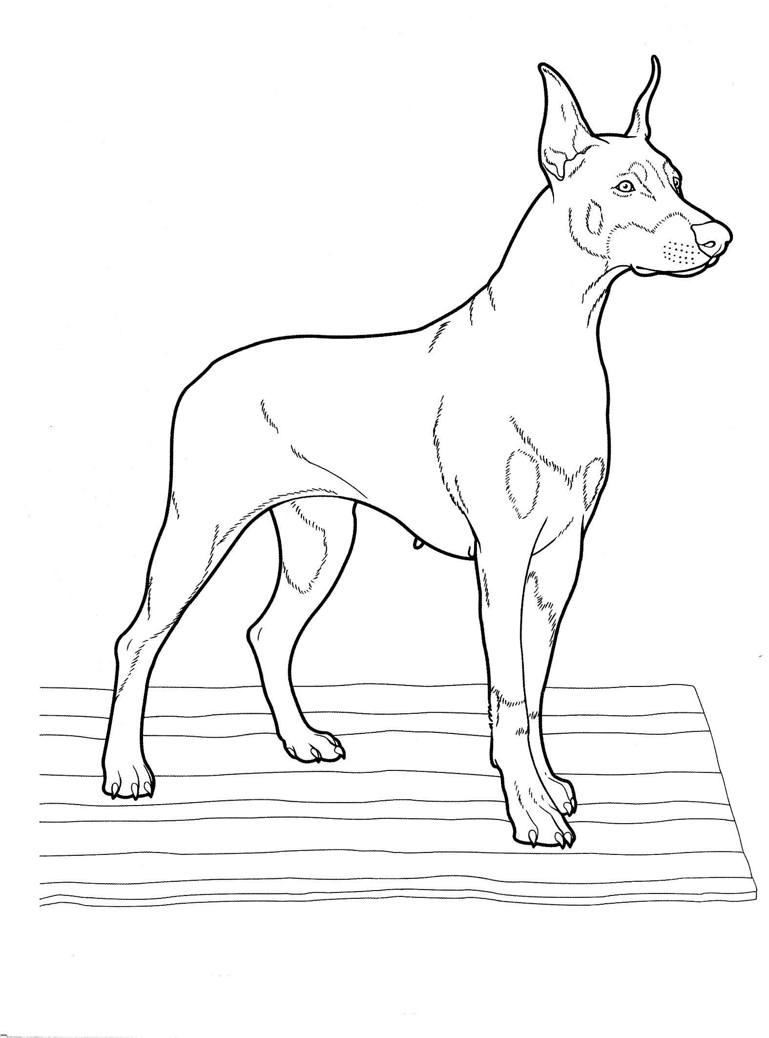 This drive to attain that level of perfection has led to numerous fitness instructors coming up with what they term as the right way to get abs. Malvorlagen - Dobermann-
