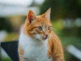 Cat Sound Effects Download Deadsounds
