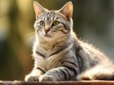 Cat Sound Effect Download Free Deadsounds