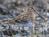 Common Snipe Sound Effect Download Free Deadsounds